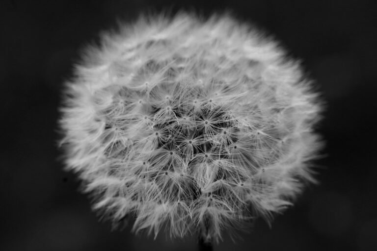 dandelion-5145140_1280